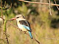 Duimnaelskets vir weergawe vanaf 18:03, 27 Februarie 2019