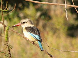 Bruinkapijsvogel