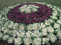 Purple and white cabbages planted in a circula...