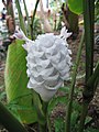 Calathea burle-marxii 'Ice Blue'