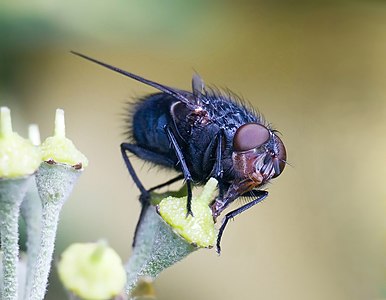 Calliphora vomitoria, by JJ Harrison (edited by Papa Lima Whiskey)