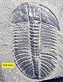 Olenoides serratus um trilobite Comprimento: 10 cm