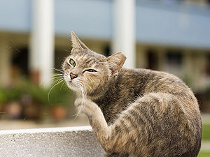 English: Singapore - Cat scratching