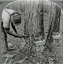 "Chipping" a pine tree in Georgia (c. 1915) to obtain sap Chipping a turpentine tree.jpg