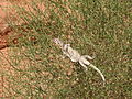 D) Chuckwalla(?) im Valley of Fire