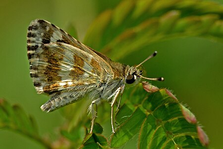 Ventral view