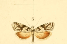 Cnephasia chrysantheana