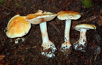 White and orange-brown mushrooms on soil