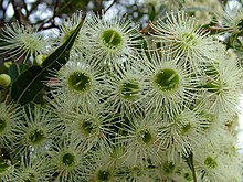 Colour photograph of several flowers, each a white "umbel" (multiple flower stalks radiating from a common point) with a green centre.