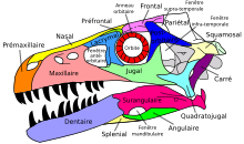 Crâne de Dromaesaurus.svg