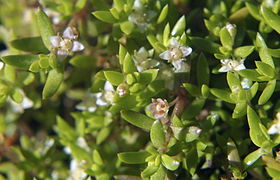 Crassula helmsii