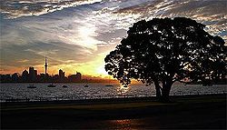 Ein großer Pohutukawa-Baum in Devonport mit Blick auf die Innenstadt Aucklands
