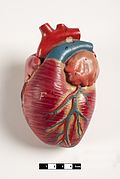 Modelo didáctico de un corazón de mamífero.