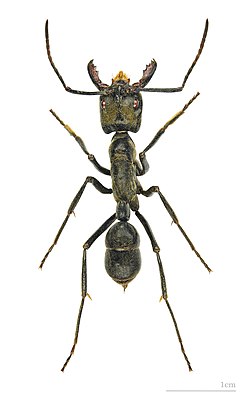 Рабочий муравей Dinoponera quadriceps