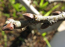 Imbricate protective cataphylls on dormant buds of Quercus robur Dormant buds on twig of English Oak Quercus robur 5523.jpg