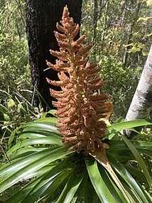 Flowering inflorescence