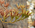 Dudleya hassei