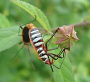 Unidentified Lygaeidae