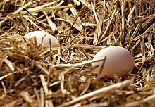 Coquille d'oeuf dans POULE et COQ 220px-Egg_in_straw_nest