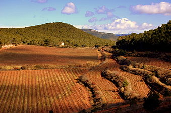 07/05: Vinyes en l'espai natural protegit del Montmell-Marmellar. Foto guanyadora de Wiki Loves Earth 2014 Camp de Tarragona.