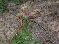 Erodium cicutarium