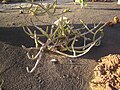 Euphorbia waterbergensis