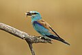 Eurasian roller