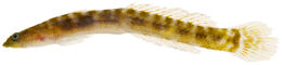 Evermannichthys metzelaari