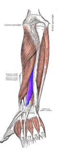 Musculus extensor pollicis longus