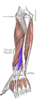 Extensor pollicis longus muscle