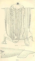 #29 (25/11?/1873) Line drawings taken from two photographs of the Logy Bay specimen. Note that the upper illustration is based on a slightly different frame to the preceding one (as evidenced by the contrasting orientation of the beak and arrangement of arm tips on the lower left, which are closer to those seen in this version).