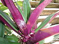 Tradescantia spathacea. espada de Iansã, Ida oya