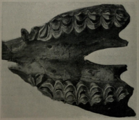 Fosilní maxilla Hemiauchenia Boulle.png