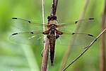 Libellula quadrimaculata – Weibchen