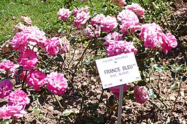 'France Bleu' 1998, Grupo: Floribunda. Parc de la Tête d'Or.