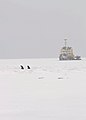 Mehrzweckschiff Scharhörn als Eisbrecher 2010
