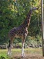 Giraffe at Paignton Zoo in 2010.jpg