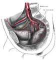 Arterie nell'area pelvica
