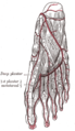 Vascularisation de la face plantaire du pied.