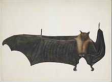 Great Indian Fruit Bat (Pteropus giganteus), Bhawani Das or follower, 1777-82, from Mary Impey's album of natural history paintings Great Indian Fruit Bat MET DP167067.jpg