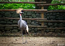 Grulla coronada en zoológico de Cali Colombia