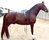 160px hackney horse stallion canadance