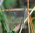 perched on a grass stalk