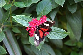 Heliconius doris