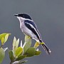 Miniatura para Hemipus picatus