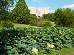 Herman B Wells Library and lotus pond - P1100157.JPG
