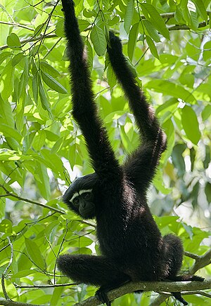 English: A male Western Hoolock Gibbon (Hooloc...