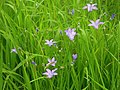 zvonek rozkladitý (Campanula patula)