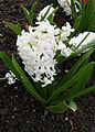 Hyacinthus orientalis Carnegie kz1.JPG