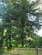 Als Naturdenkmal geschützte Japanische Hemlocktannen im Herltschen Garten, 2017